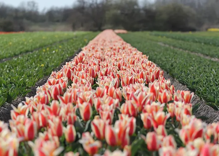 Parco vacanze Duinrust